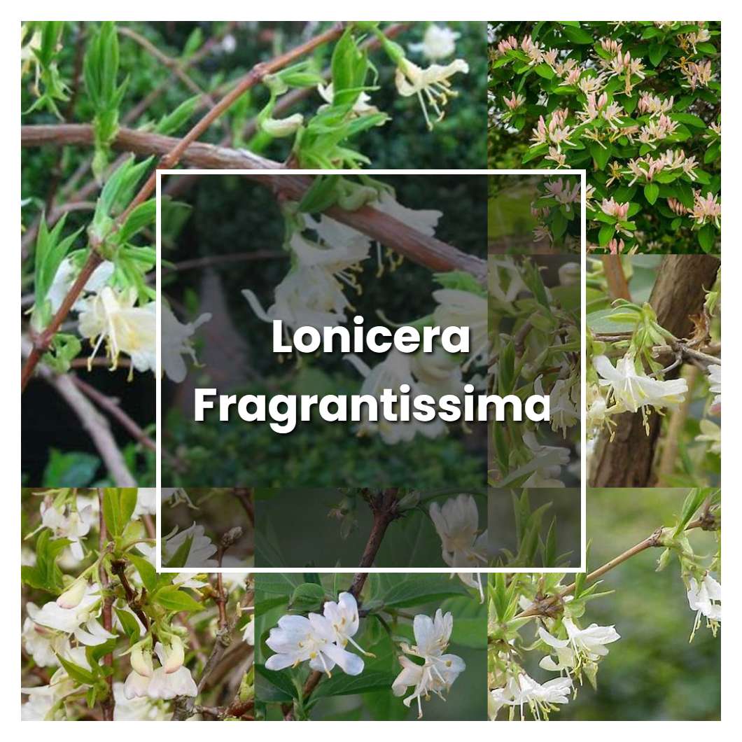 How to Grow Lonicera Fragrantissima - Plant Care & Tips