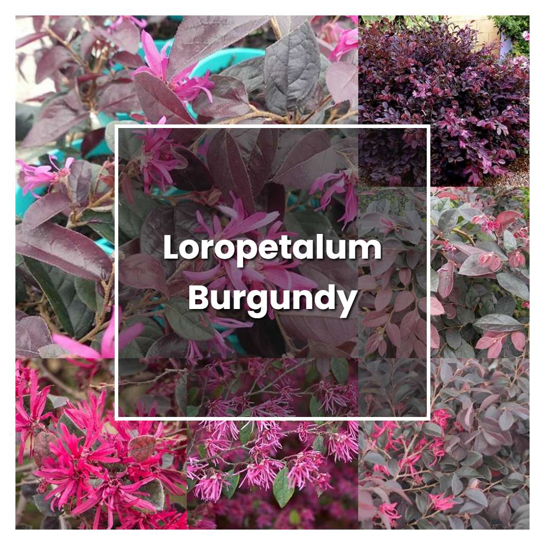 How to Grow Loropetalum Burgundy - Plant Care & Tips