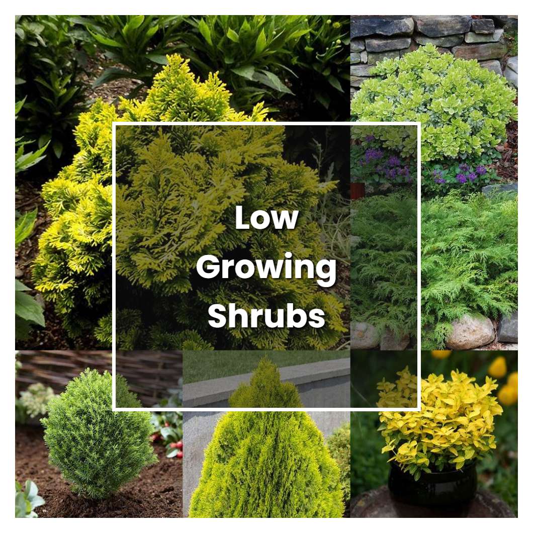 How to Grow Low Growing Shrubs - Plant Care & Tips