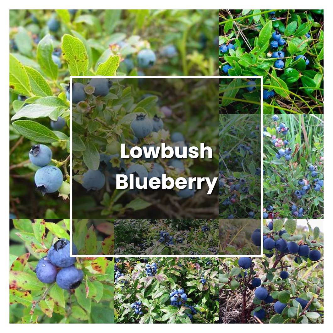 How To Grow Lowbush Blueberry - Plant Care & Tips | NorwichGardener