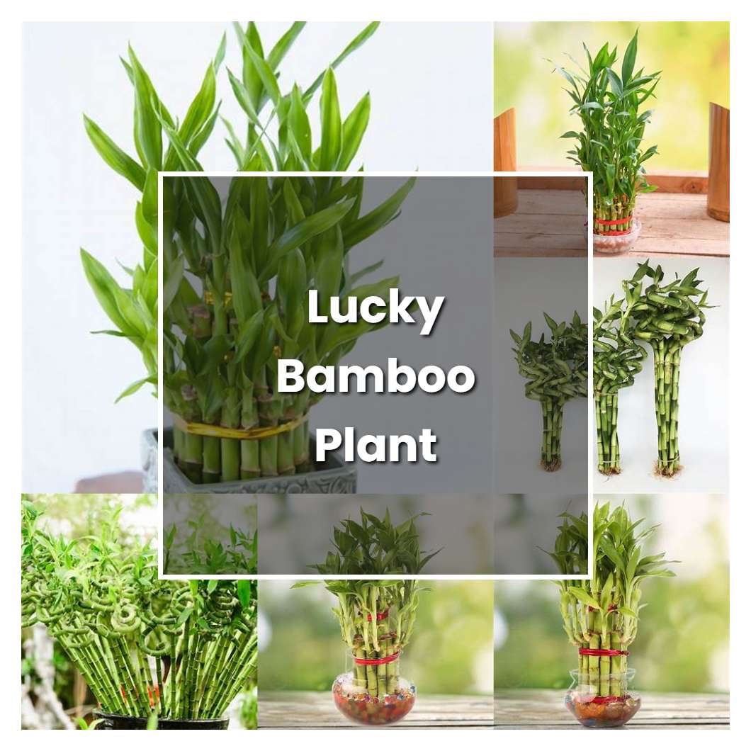 How To Grow Lucky Bamboo Plant Plant Care And Tips Norwichgardener 6226