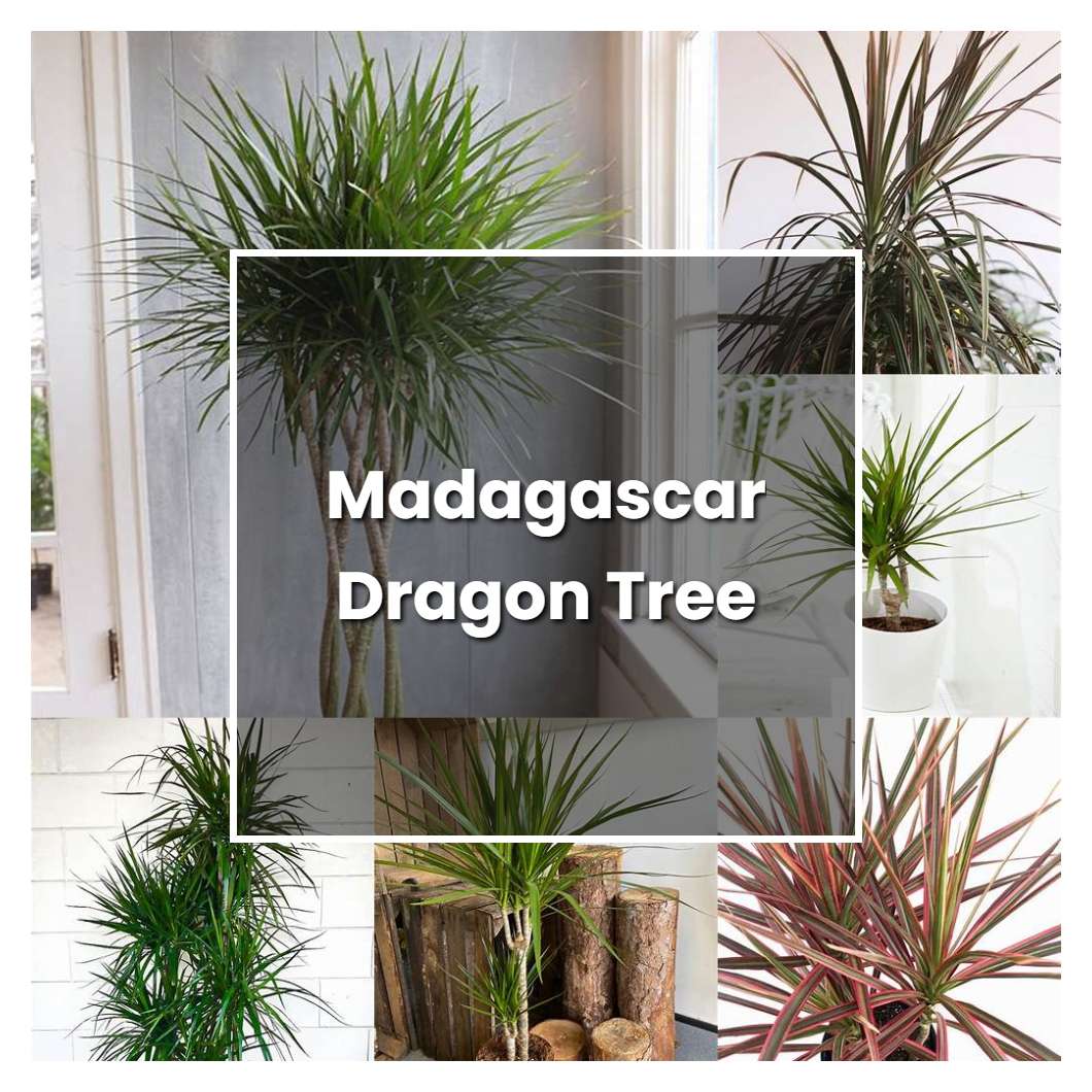 How to Grow Madagascar Dragon Tree Plant Care & Tips NorwichGardener