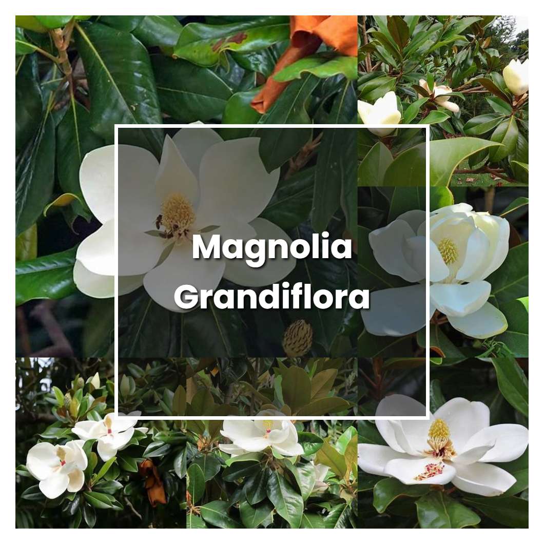 How To Grow Magnolia Grandiflora - Plant Care & Tips | NorwichGardener