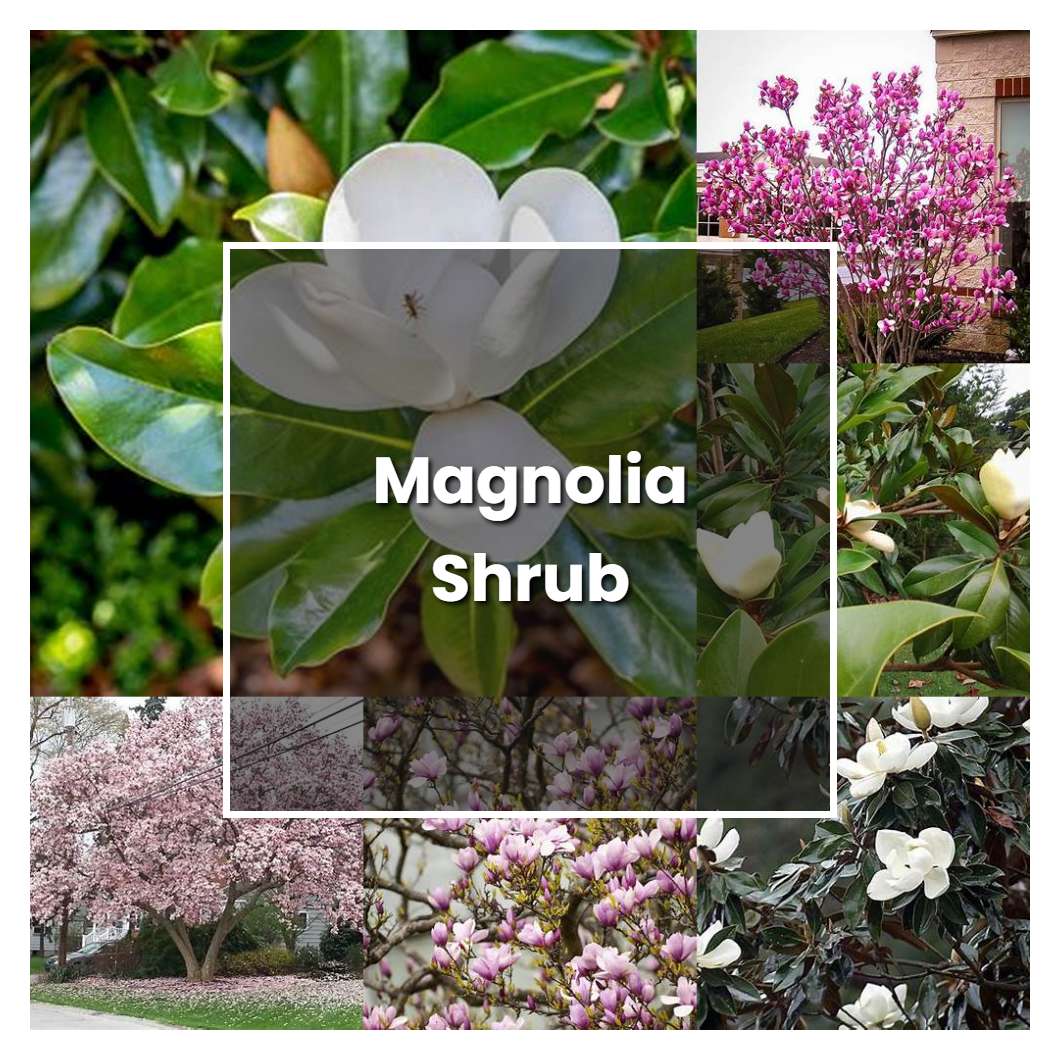 How To Grow Magnolia Shrub - Plant Care & Tips | NorwichGardener