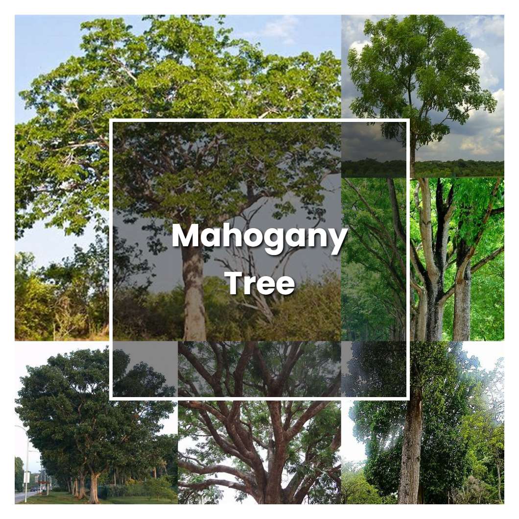 How to Grow Mahogany Tree - Plant Care & Tips | NorwichGardener