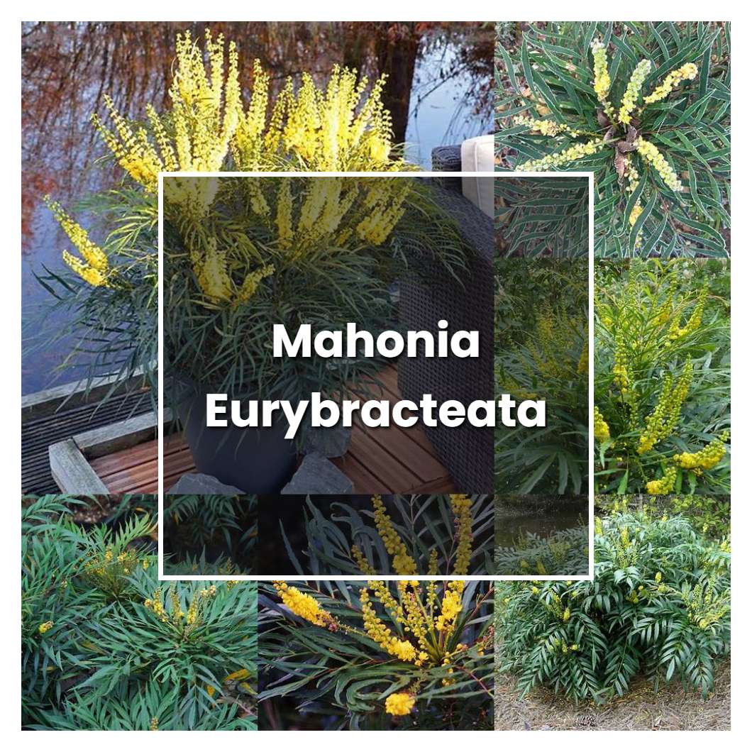 How to Grow Mahonia Eurybracteata - Plant Care & Tips