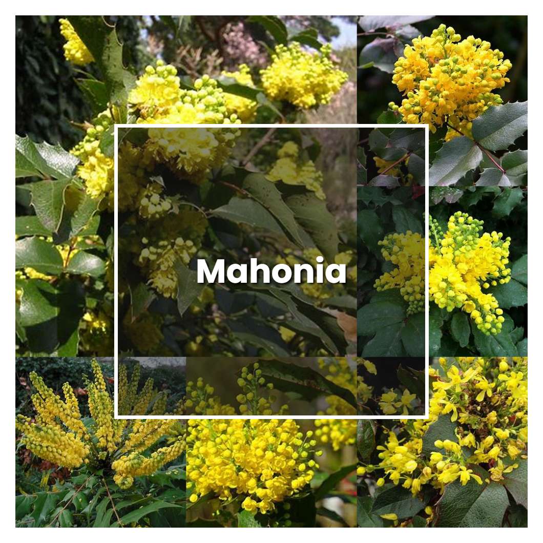 How to Grow Mahonia - Plant Care & Tips