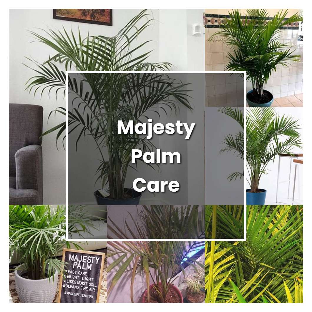 How to Grow Majesty Palm Care - Plant Care & Tips | NorwichGardener