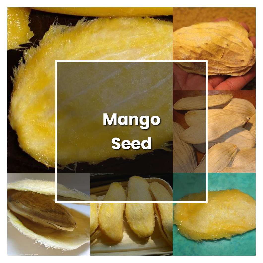 how-to-grow-mango-seed-plant-care-tips-norwichgardener