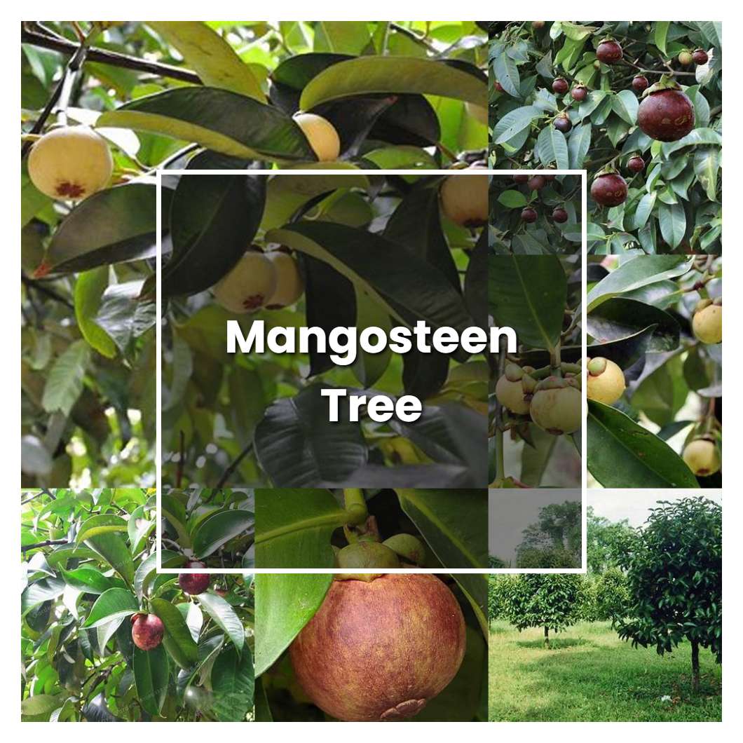 How to Grow Mangosteen Tree - Plant Care & Tips