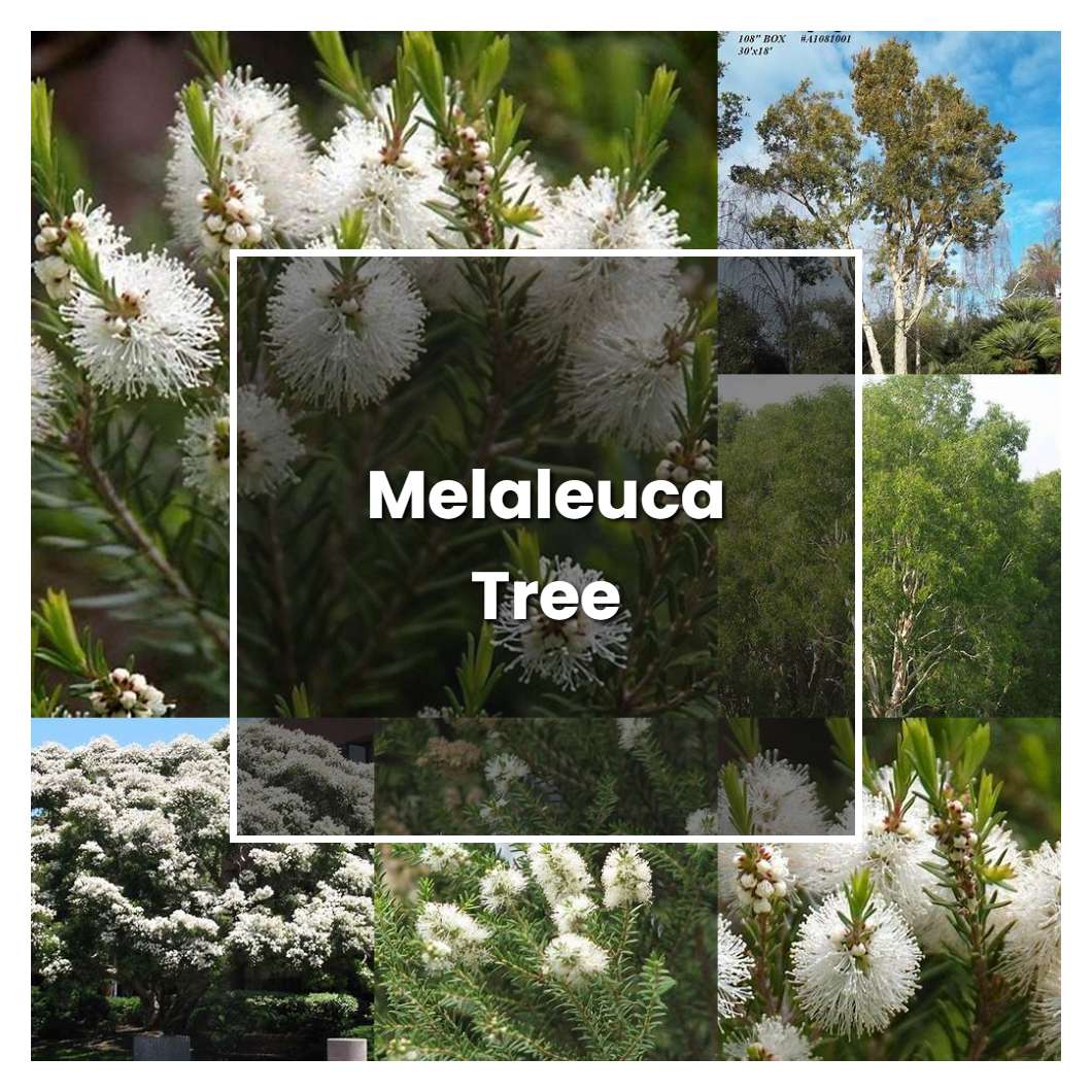 How To Grow Melaleuca Tree - Plant Care & Tips | NorwichGardener