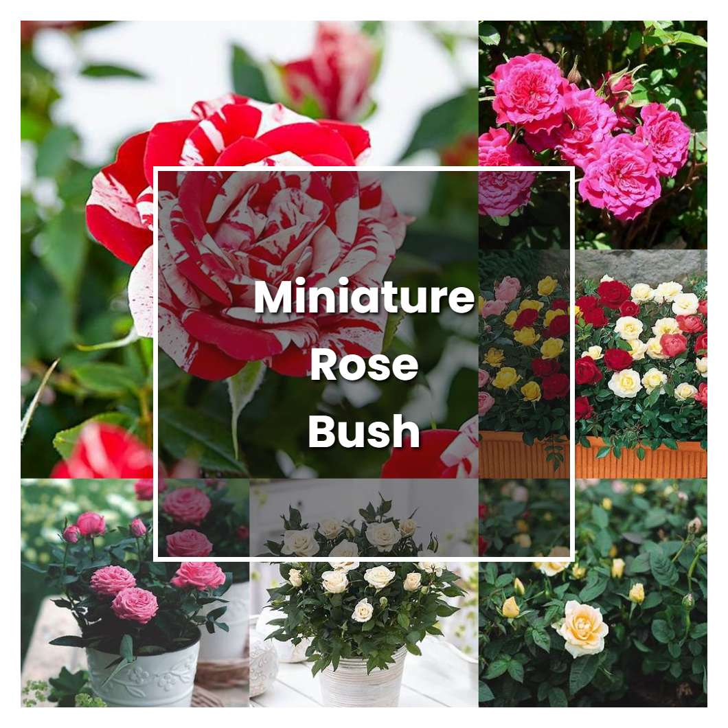 how-to-grow-miniature-rose-bush-plant-care-tips-norwichgardener