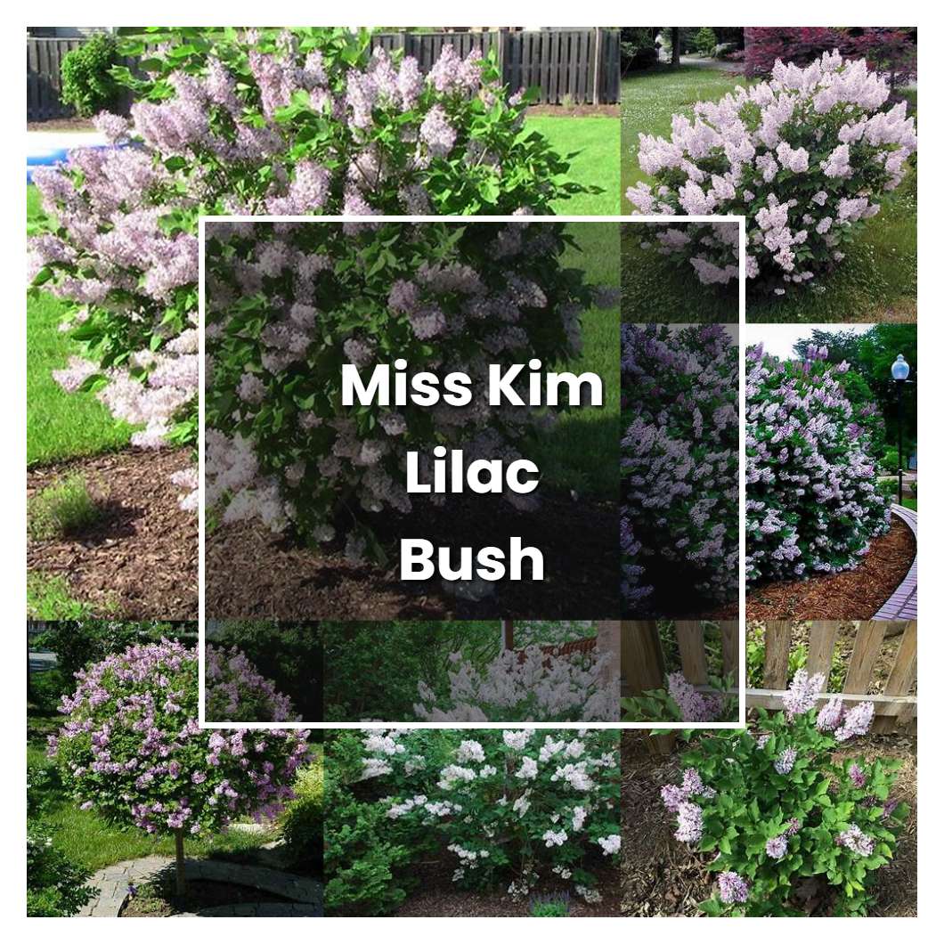 How to Grow Miss Kim Lilac Bush - Plant Care & Tips