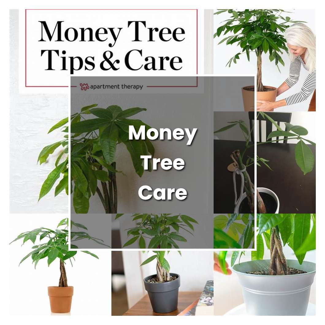 How to Grow Money Tree Care - Plant Care & Tips