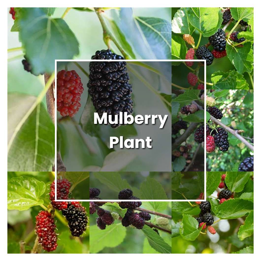 How to Grow Mulberry Plant - Plant Care & Tips | NorwichGardener