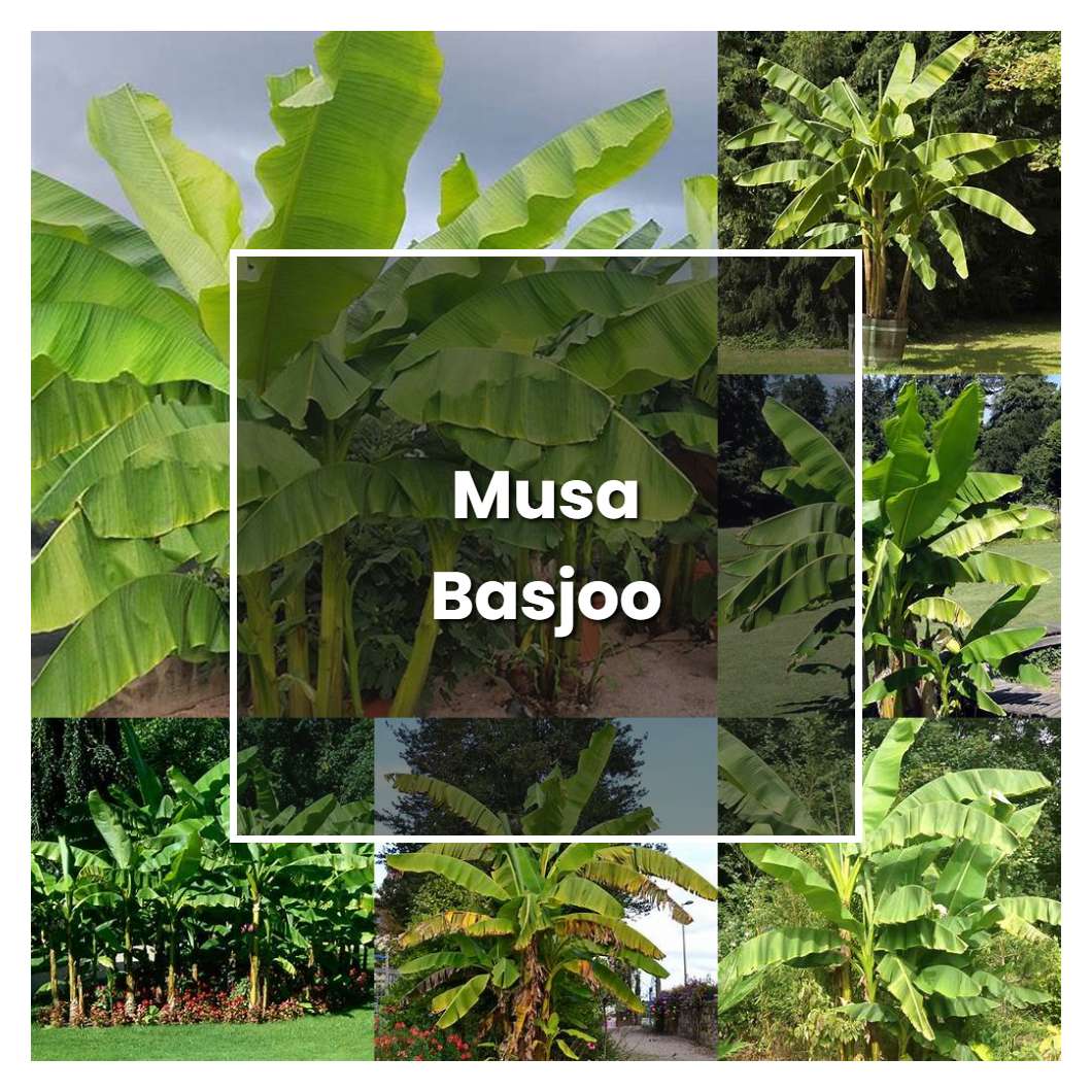 How to Grow Musa Basjoo - Plant Care & Tips | NorwichGardener