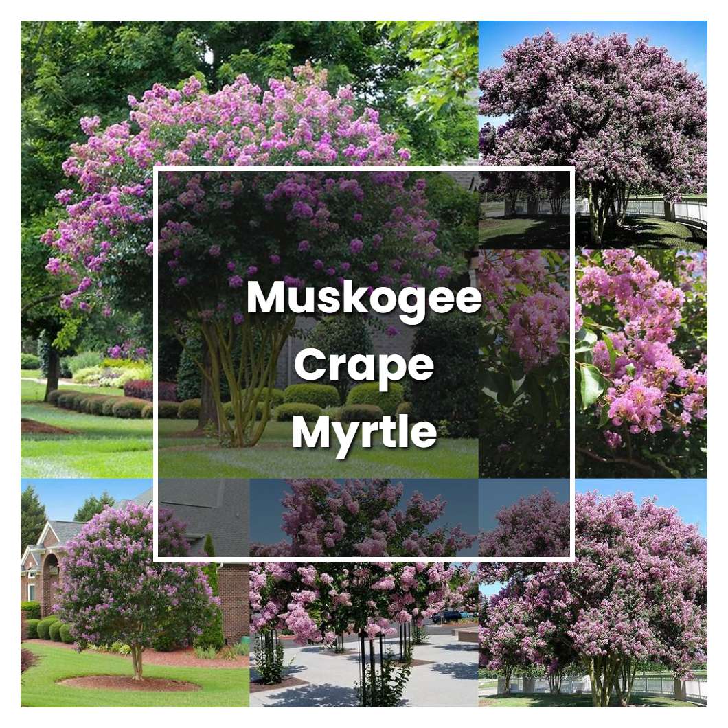 How to Grow Muskogee Crape Myrtle - Plant Care & Tips