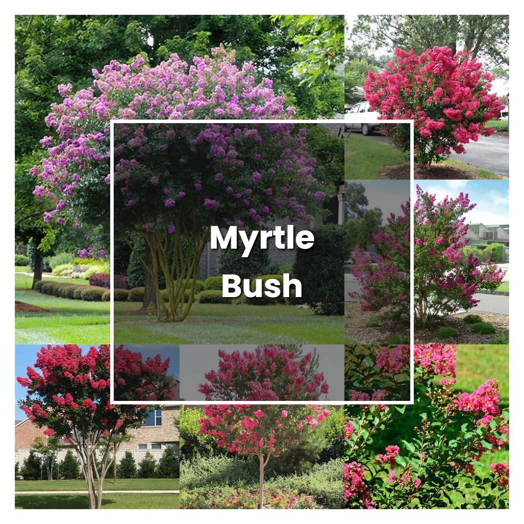 How to Grow Myrtle Bush - Plant Care & Tips | NorwichGardener