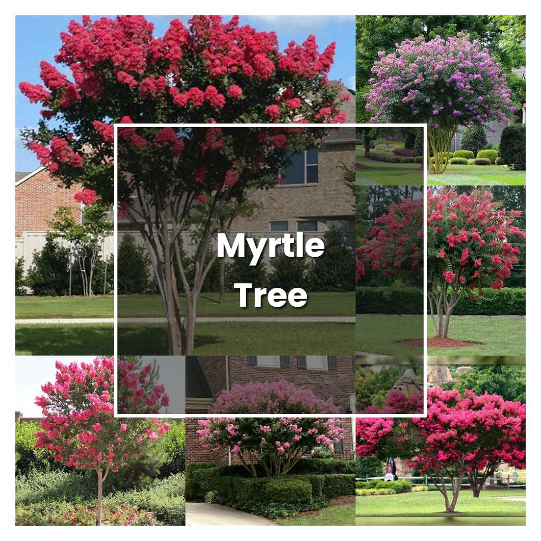 How to Grow Myrtle Tree - Plant Care & Tips | NorwichGardener