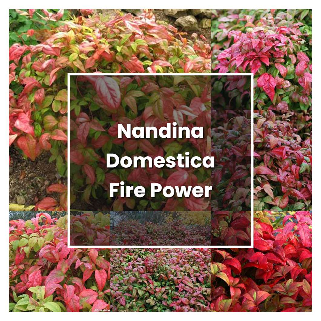 How to Grow Nandina Domestica Fire Power - Plant Care & Tips