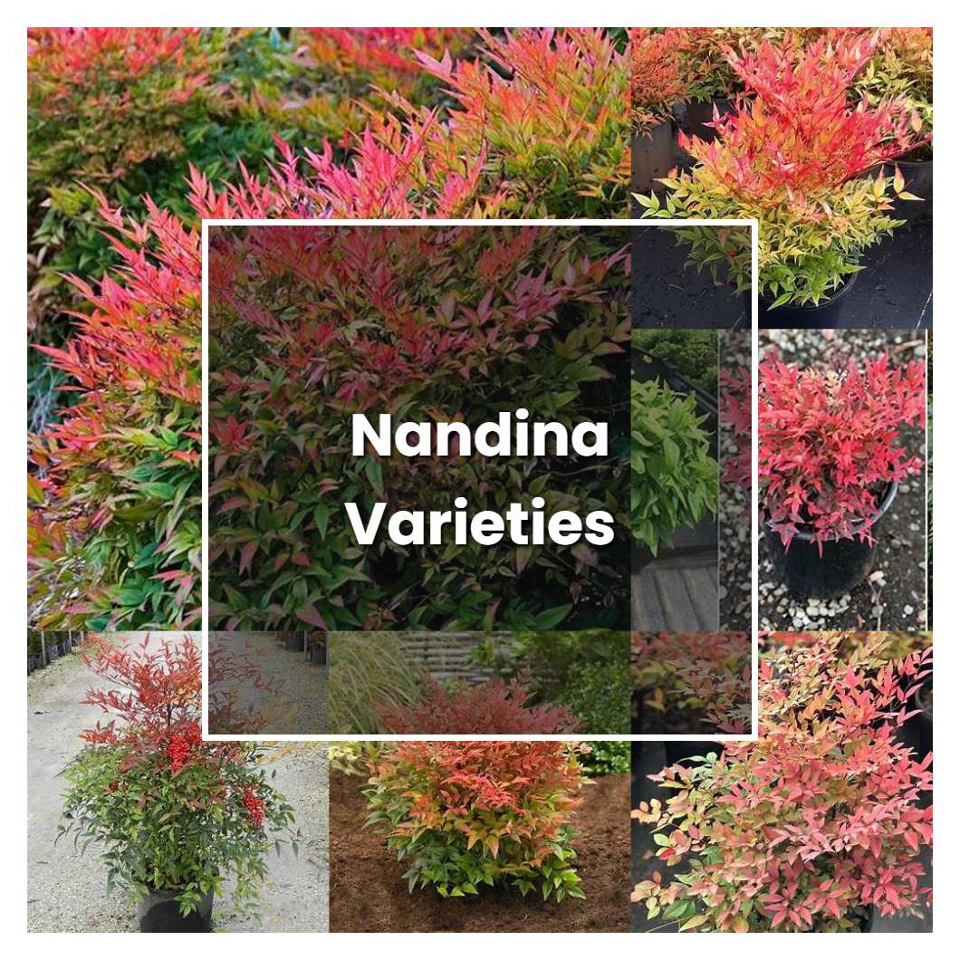 How To Grow Nandina Varieties Plant Care And Tips Norwichgardener