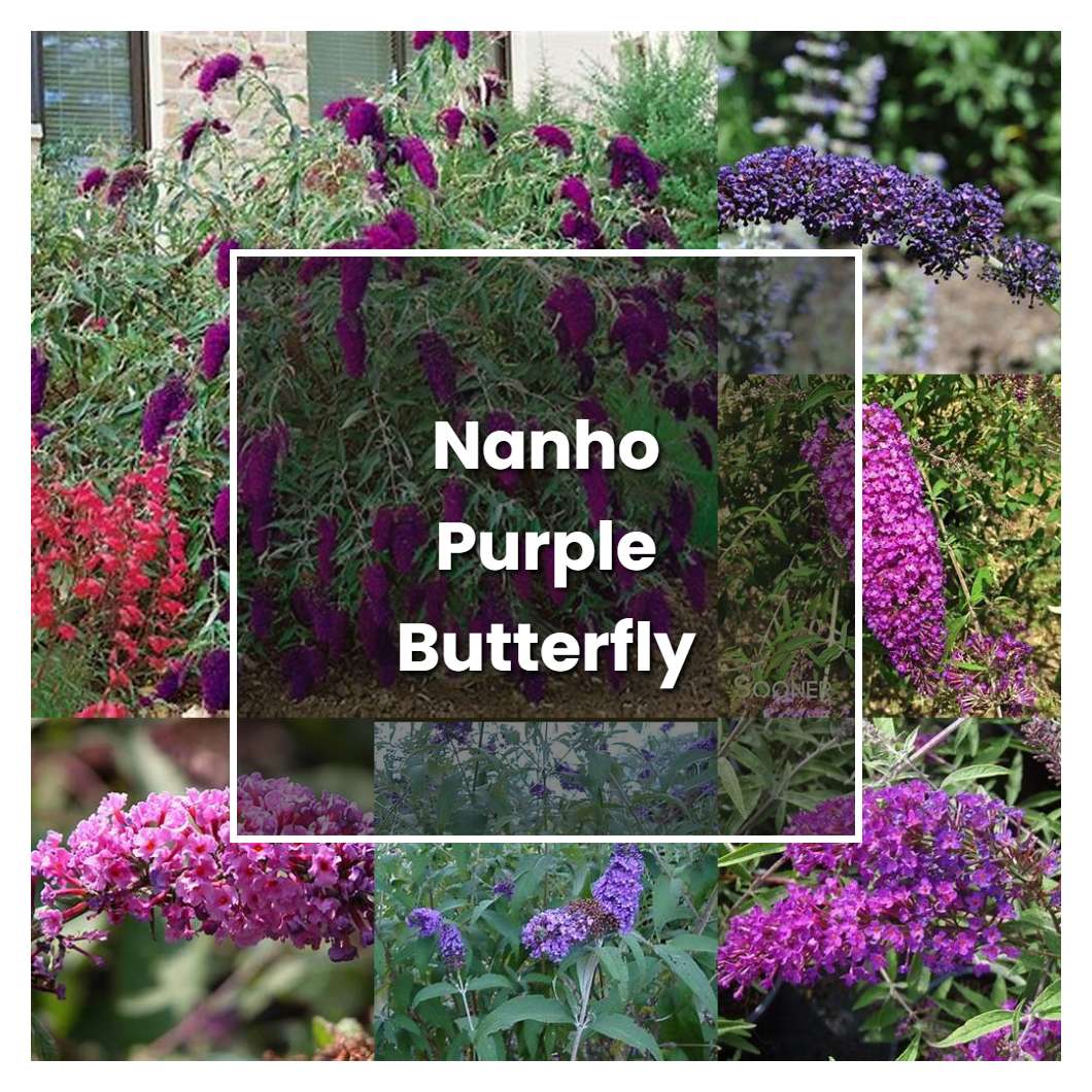 How to Grow Nanho Purple Butterfly Bush - Plant Care & Tips ...