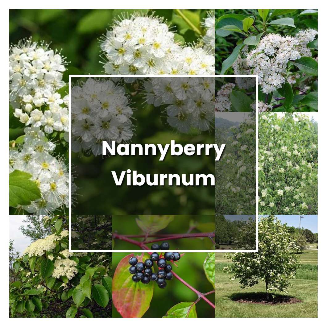 How to Grow Nannyberry Viburnum Plant Care & Tips NorwichGardener