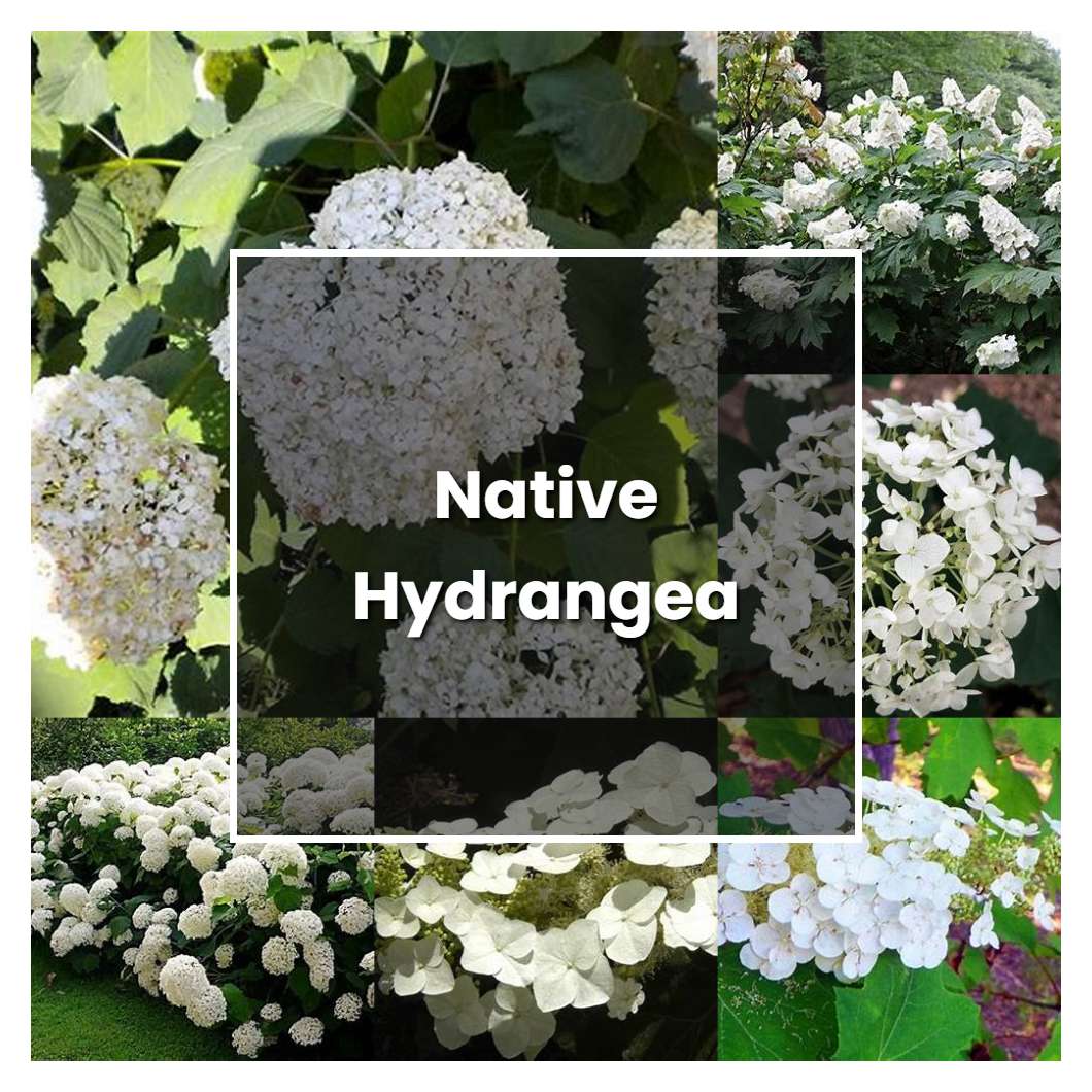 How To Grow Native Hydrangea Plant Care And Tips Norwichgardener 5063