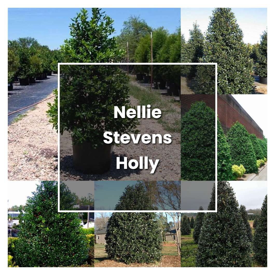 How to Grow Nellie Stevens Holly - Plant Care & Tips | NorwichGardener