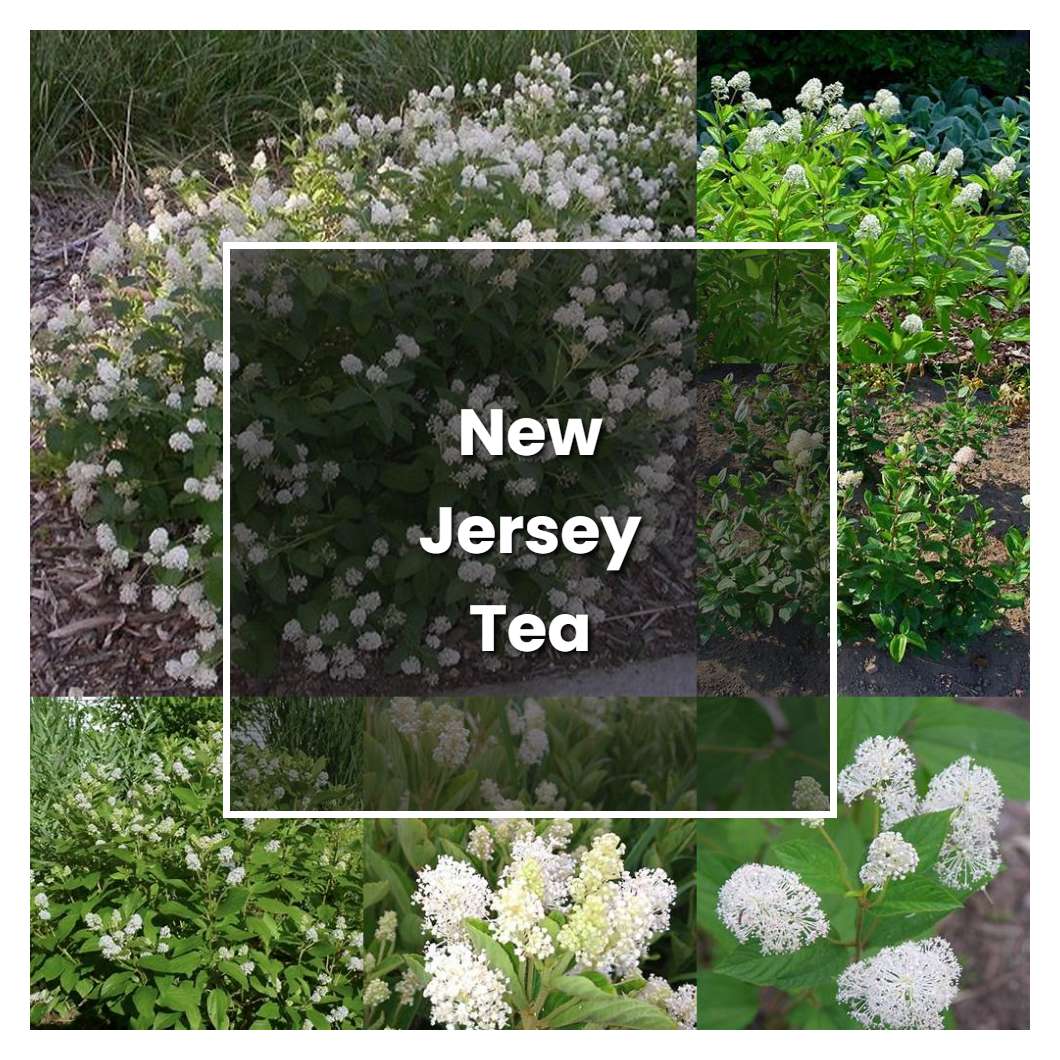 How to Grow New Jersey Tea Shrub - Plant Care & Tips | NorwichGardener