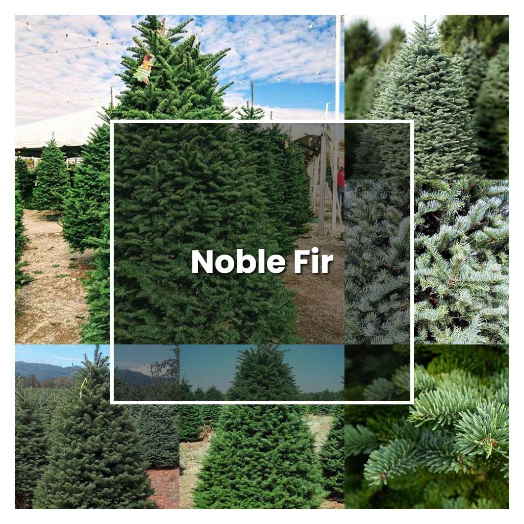 how-to-grow-noble-fir-plant-care-tips-norwichgardener