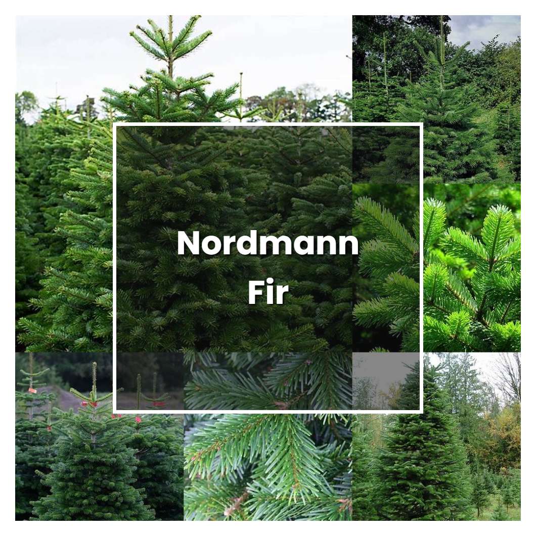 How to Grow Nordmann Fir - Plant Care & Tips | NorwichGardener