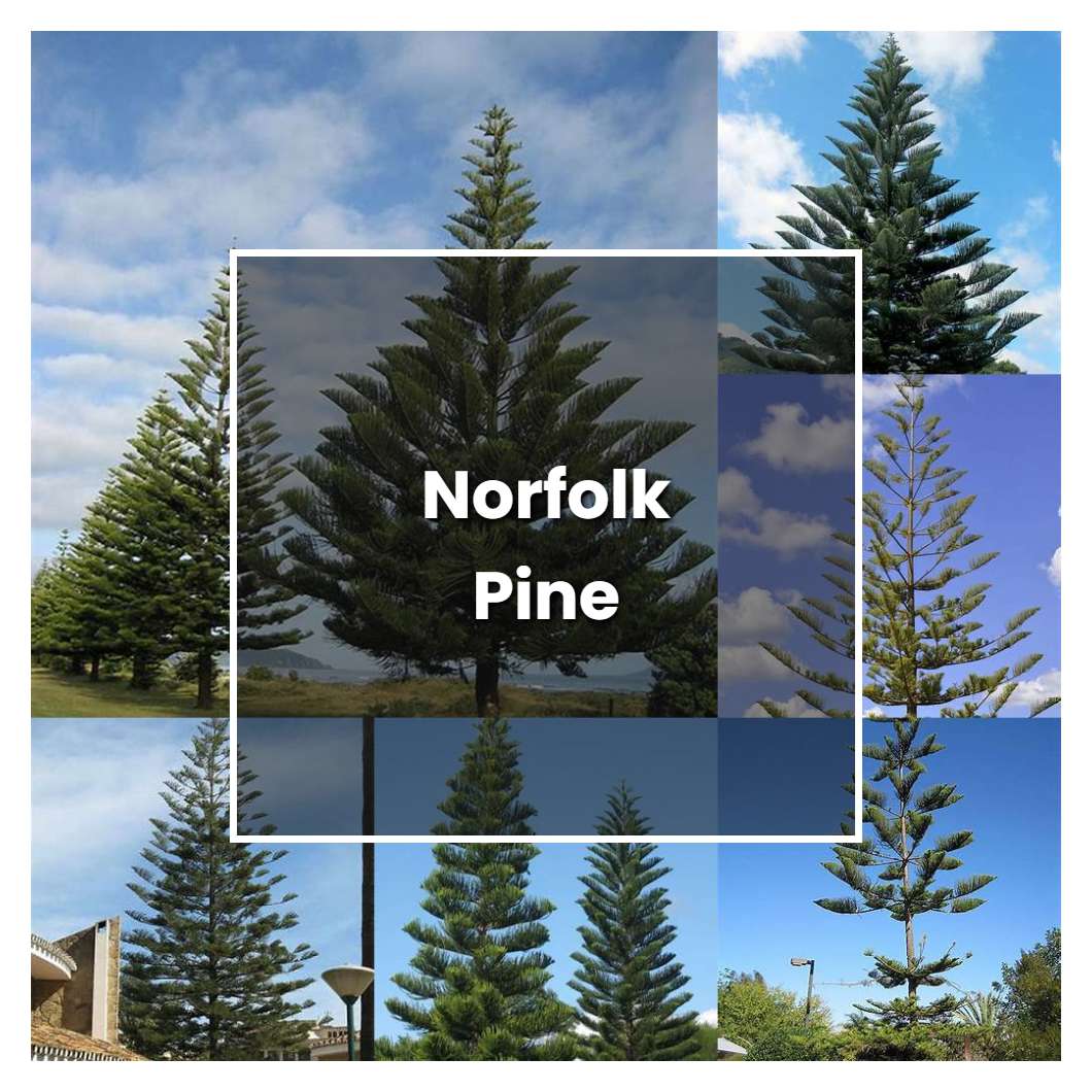 How to Grow Norfolk Pine Plant Care & Tips NorwichGardener