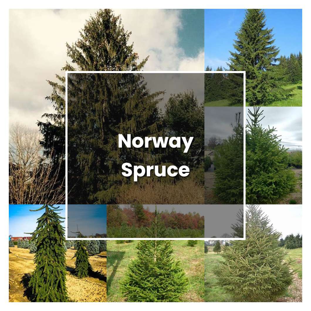 How To Grow Norway Spruce - Plant Care & Tips 