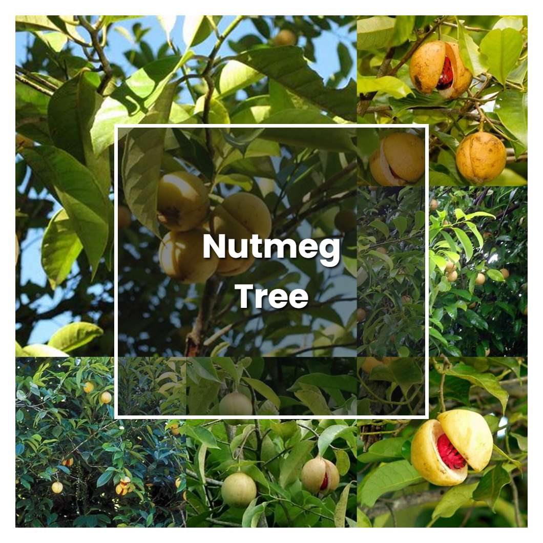 Nutmeg Tree Plant Family at David Snider blog