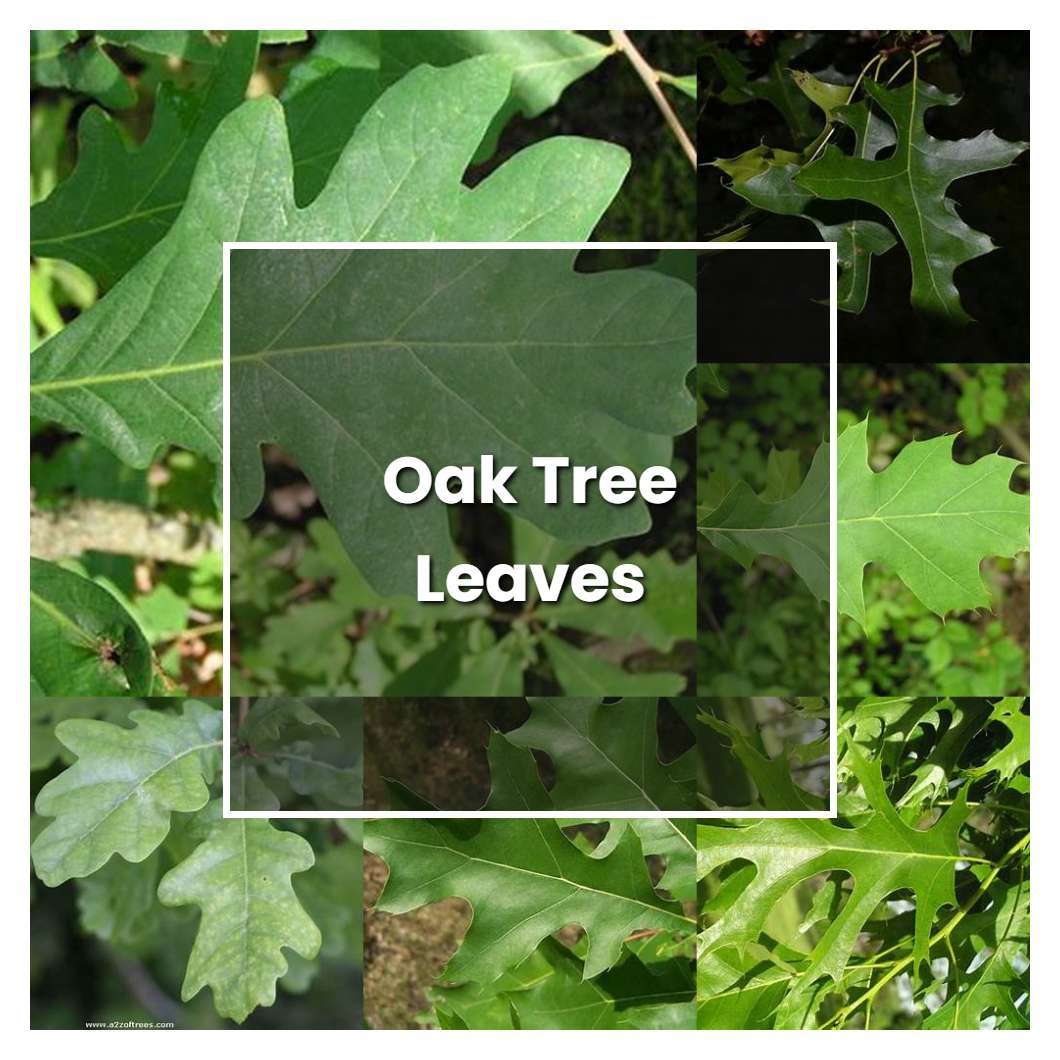 How to Grow Oak Tree Leaves - Plant Care & Tips | NorwichGardener