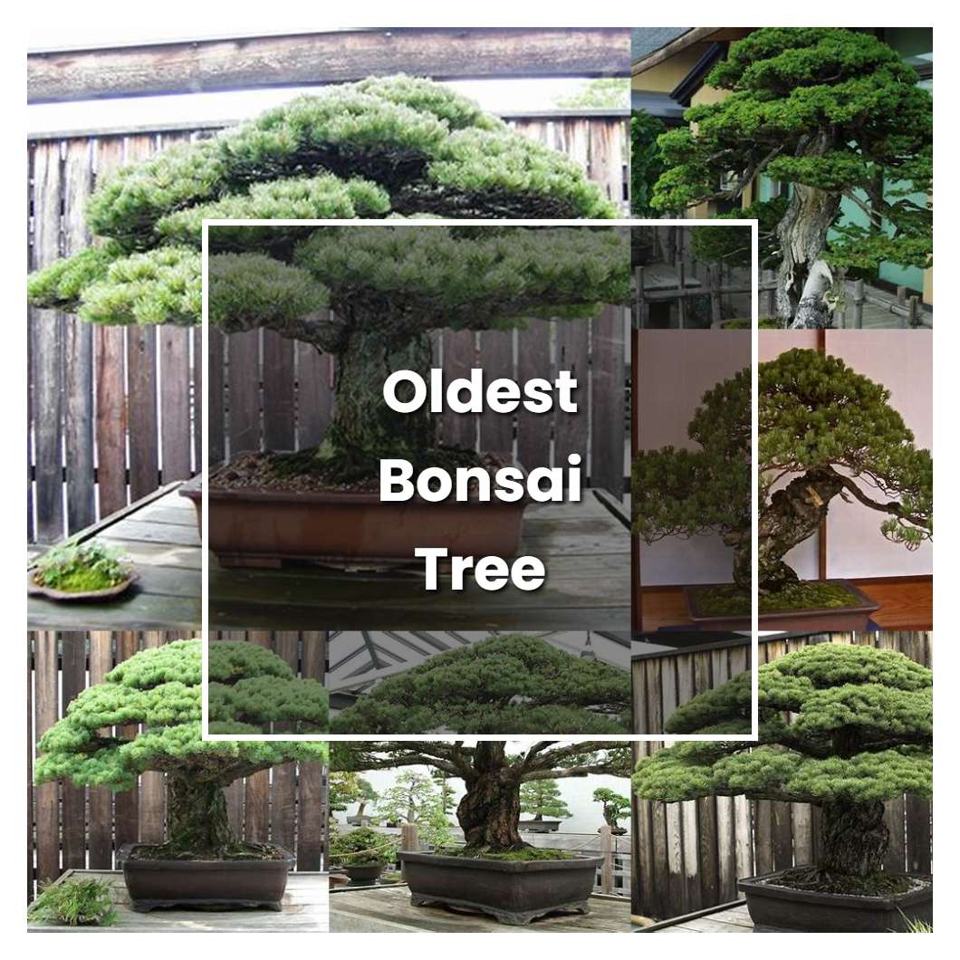 How to Grow Oldest Bonsai Tree - Plant Care & Tips | NorwichGardener