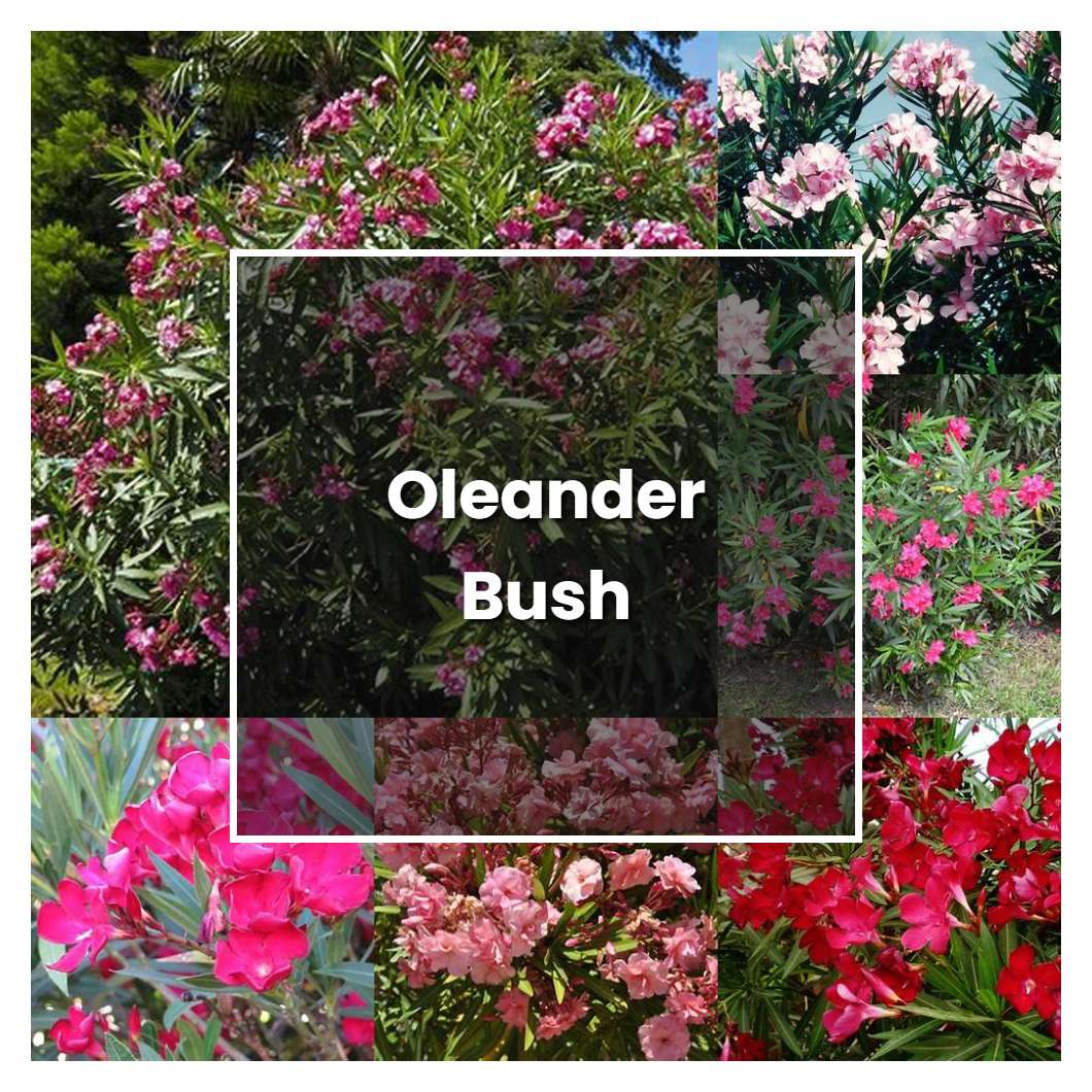 How To Grow Oleander Bush - Plant Care & Tips | NorwichGardener