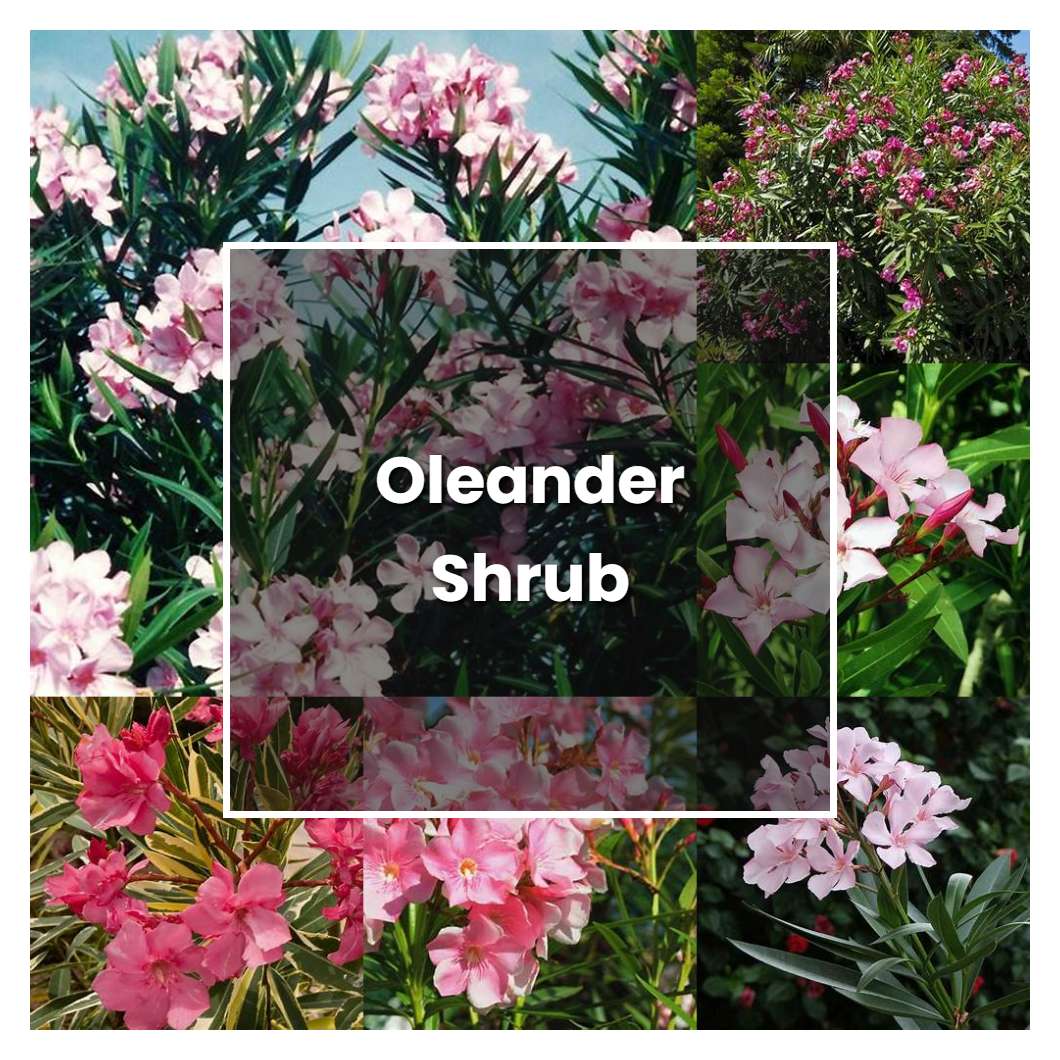 How to Grow Oleander Shrub - Plant Care & Tips