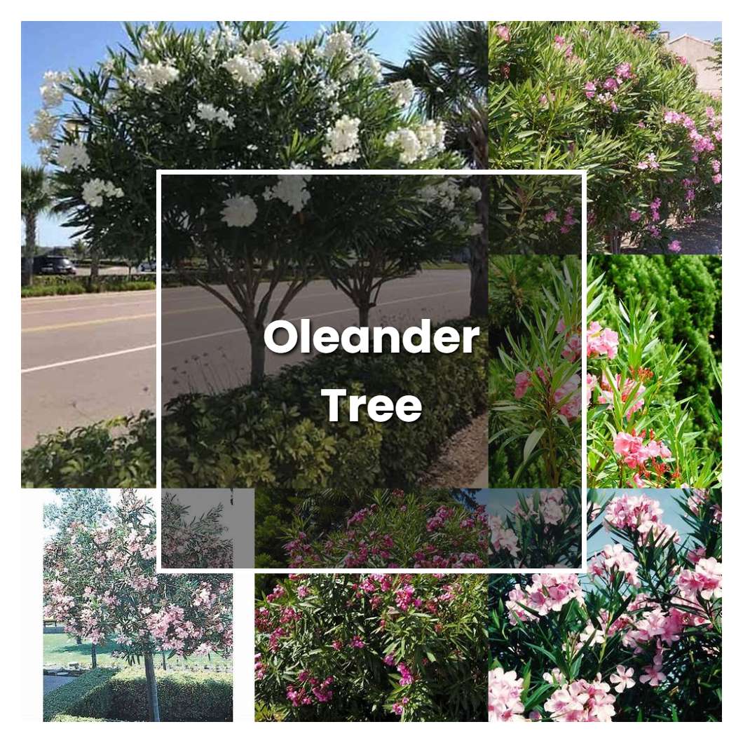 How to Grow Oleander Tree - Plant Care & Tips | NorwichGardener