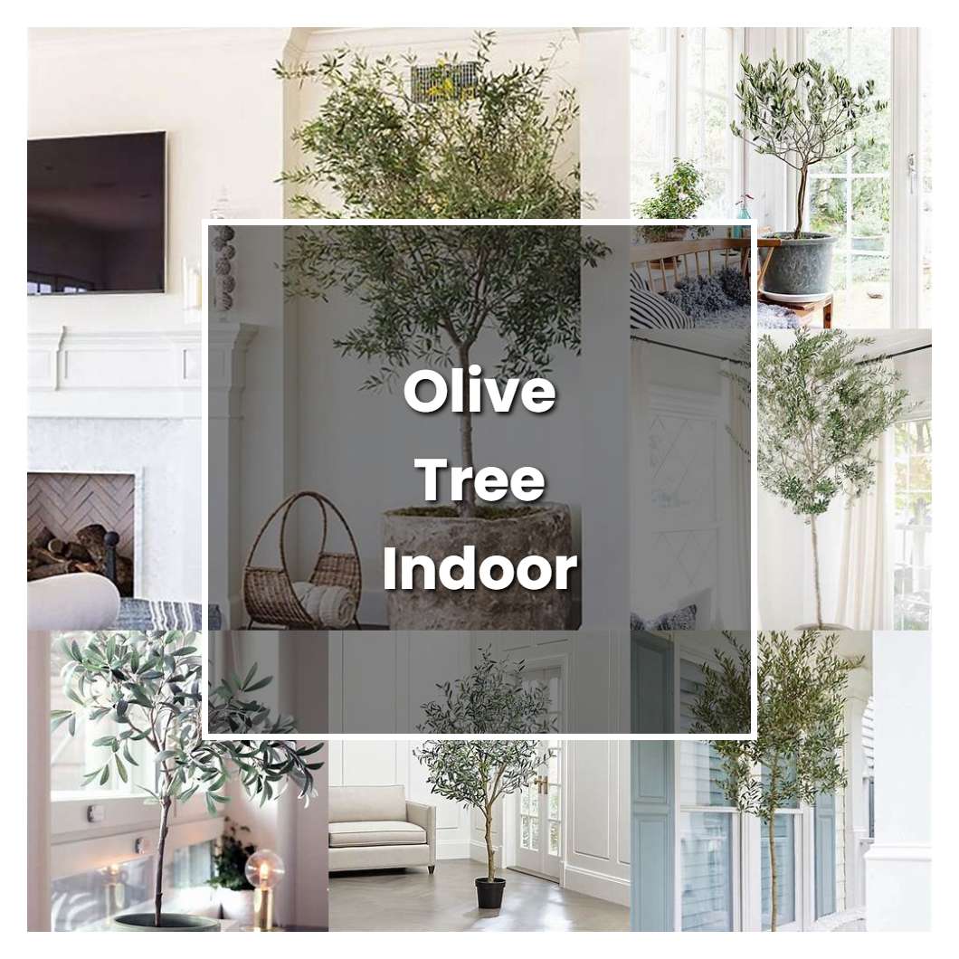 How to Grow Olive Tree Indoor Plant Care & Tips NorwichGardener