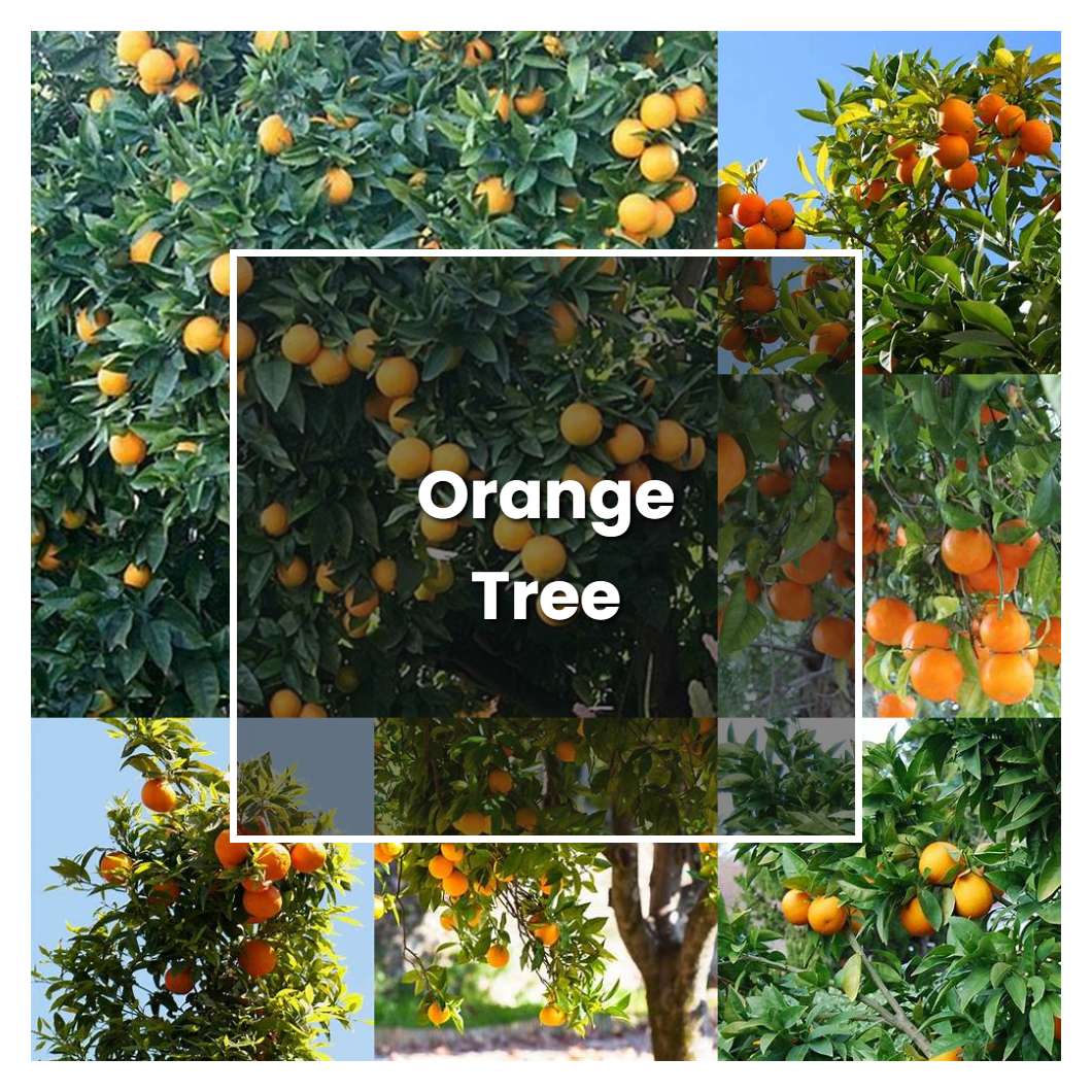 how-to-grow-orange-tree-plant-care-tips-norwichgardener