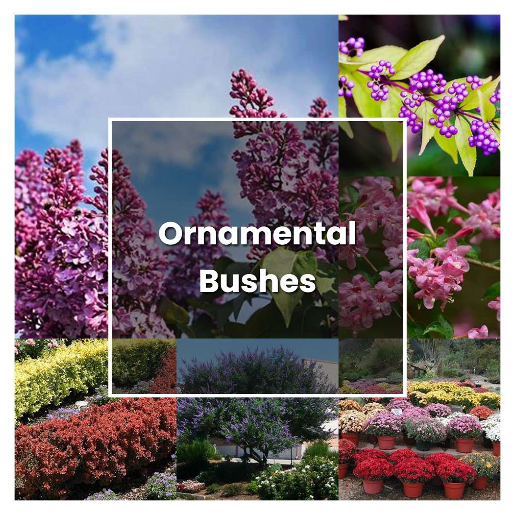 How to Grow Ornamental Bushes - Plant Care & Tips | NorwichGardener