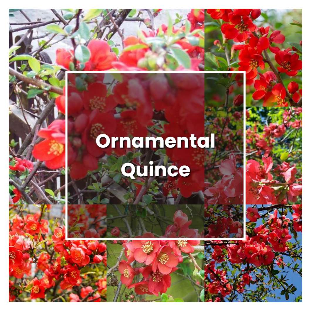 How to Grow Ornamental Quince - Plant Care & Tips | NorwichGardener