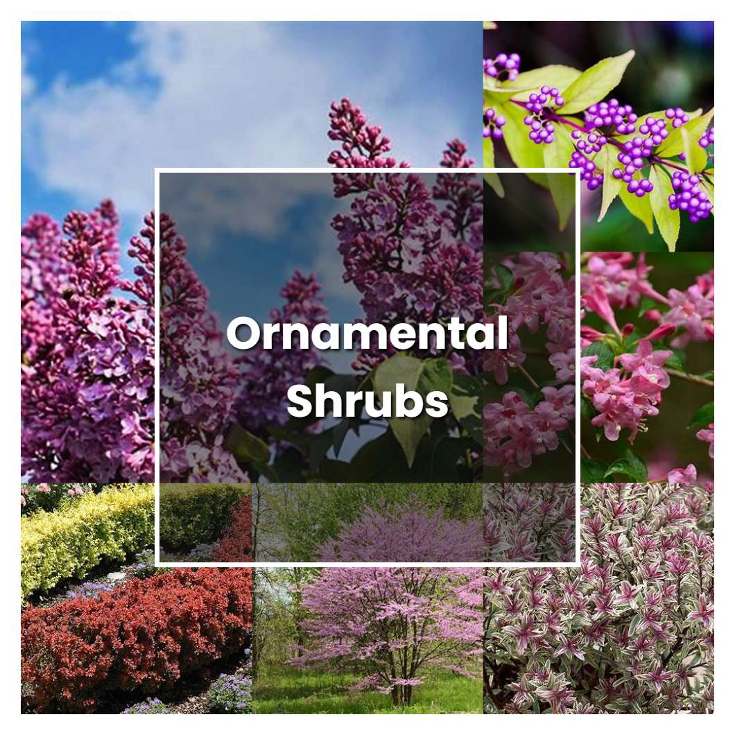 How to Grow Ornamental Shrubs - Plant Care & Tips | NorwichGardener