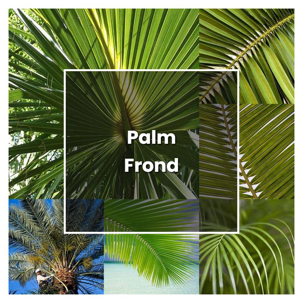 How to Grow Palm Frond - Plant Care & Tips
