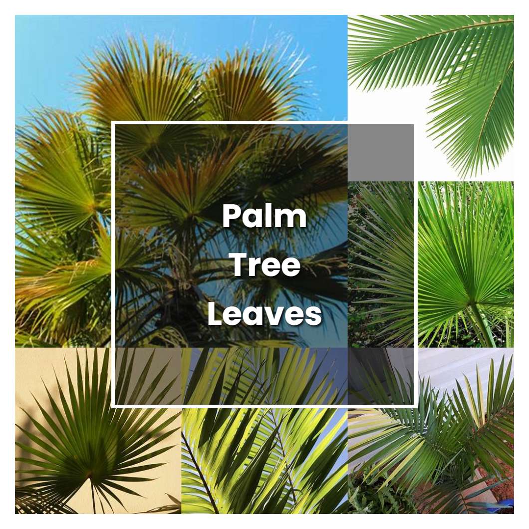 How to Grow Palm Tree Leaves Plant Care & Tips NorwichGardener