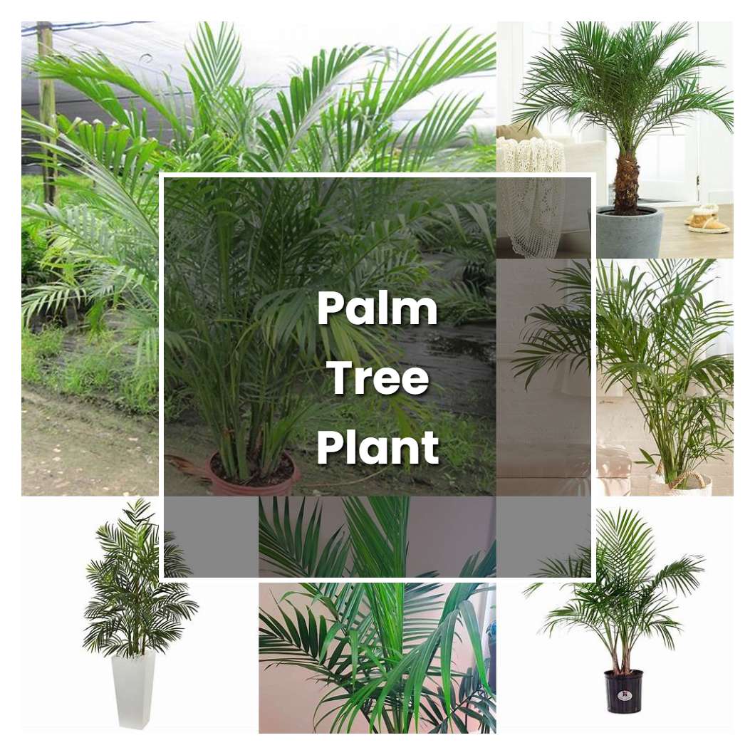 How to Grow Palm Tree Plant - Plant Care & Tips | NorwichGardener