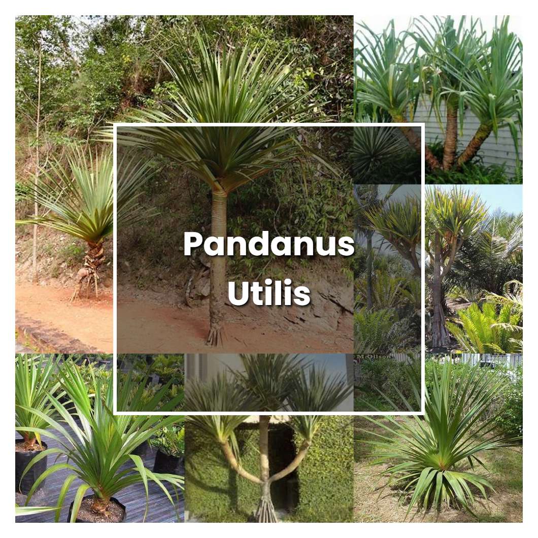 How To Grow Pandanus Utilis Plant Care And Tips Norwichgardener