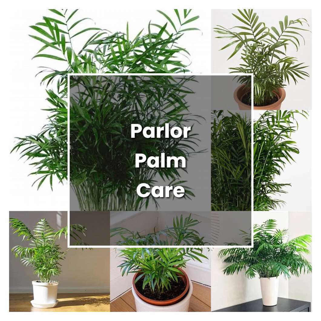 How to Grow Parlor Palm Care - Plant Care & Tips | NorwichGardener